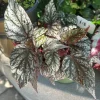 Begonia Live Plant - Flowering Indoor Houseplant - Colorful Foliage - Image 1