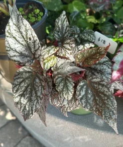 Begonia Live Plant - Flowering Indoor Houseplant - Colorful Foliage - Image 1