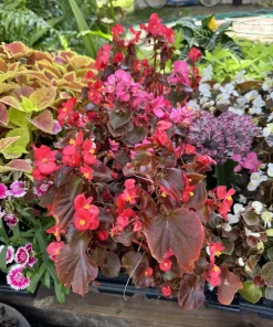 Begonia Live Plant – Flowering Indoor Houseplant with Colorful Foliage - Image 2