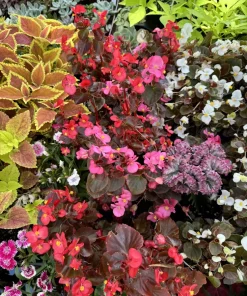 Begonia Live Plant – Flowering Indoor Houseplant with Colorful Foliage - Image 1