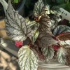 Begonia Live Plant – Flowering Tropical Houseplant – Colorful Indoor Foliage Plant - Image 1