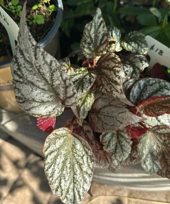 Begonia Live Plant – Flowering Tropical Houseplant – Colorful Indoor Foliage Plant - Image 1