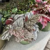 Begonia Live Plant - Flowering Tropical Houseplant, Vibrant Foliage - Image 1