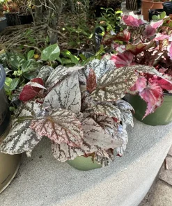 Begonia Live Plant - Flowering Tropical Houseplant, Vibrant Foliage - Image 1
