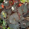 Begonia Live Plant – Flowering Tropical Indoor Houseplant – Nursery Pot - Image 1