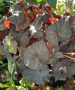 Begonia Live Plant – Flowering Tropical Indoor Houseplant – Nursery Pot - Image 1