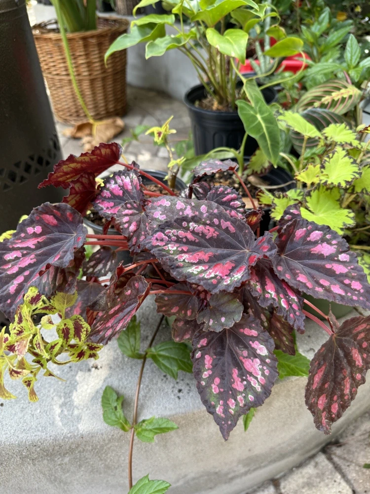 Begonia Live Plant – Houseplant – Assorted Varieties – Indoor/Outdoor - Image 2