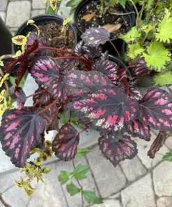 Begonia Live Plant – Houseplant – Assorted Varieties – Indoor/Outdoor - Image 1