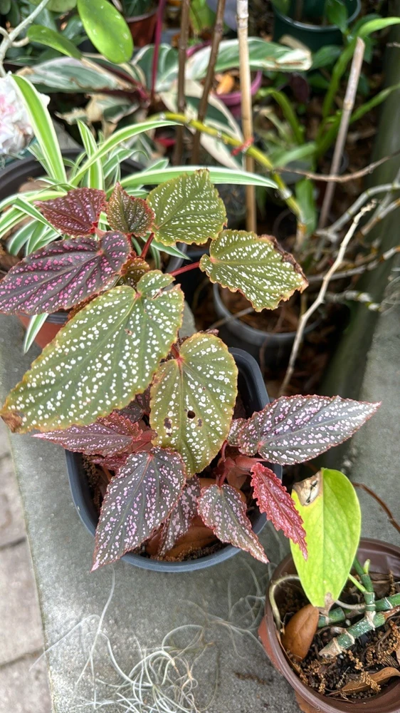 Begonia Live Plant – Houseplant – Easy Care Indoor Foliage - Image 1