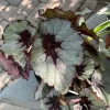Begonia Live Plant - Houseplant for Indoor Decor - Vibrant Foliage - Image 1
