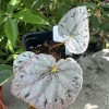 Begonia Live Plant - Popular Indoor Houseplant - Easy Care - Image 1