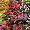 Begonia Live Plant – Potted Houseplant for Indoor Decor - Image 1