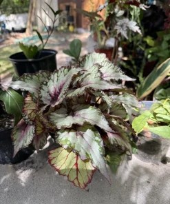 Begonia Live Plant - Potted Houseplant for Indoor Gardens - Image 2