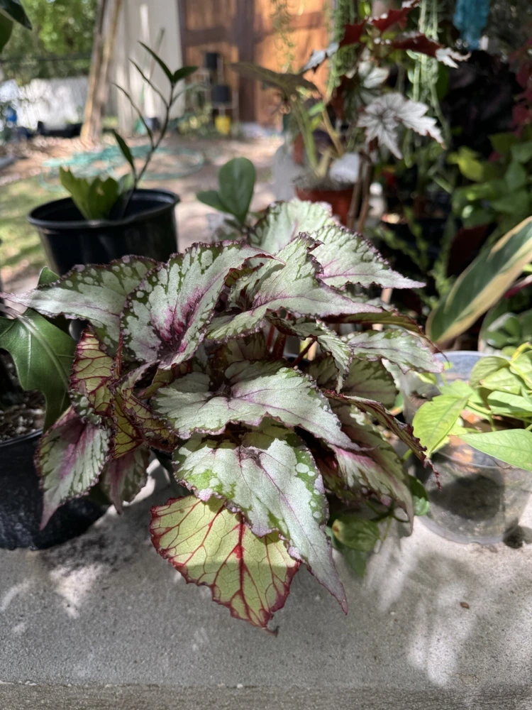 Begonia Live Plant - Potted Houseplant for Indoor Gardens - Image 2