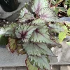 Begonia Live Plant - Potted Houseplant for Indoor Gardens - Image 1