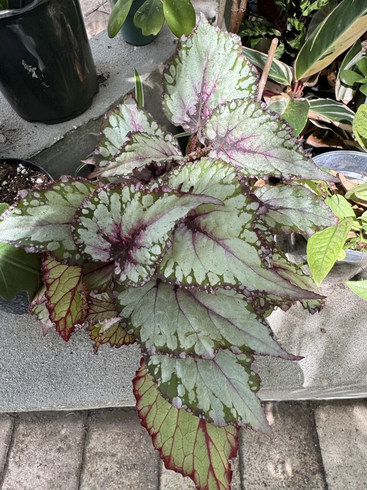 Begonia Live Plant - Potted Houseplant for Indoor Gardens - Image 1