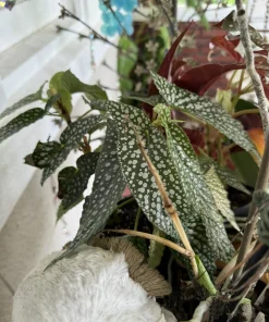 Begonia Live Plant – Potted Houseplant for Indoor & Outdoor - Image 4