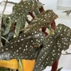 Begonia Live Plant – Potted Houseplant for Indoor & Outdoor - Image 1