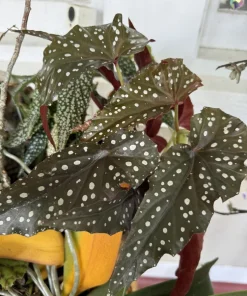 Begonia Live Plant – Potted Houseplant for Indoor & Outdoor - Image 1