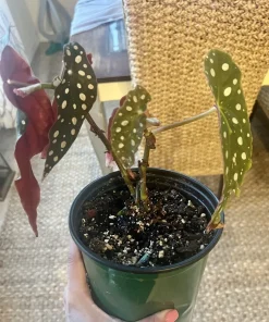 Begonia Live Plant – Potted Houseplant – Indoor – With Pot Included - Image 4