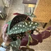 Begonia Live Plant – Potted Houseplant – Indoor – With Pot Included - Image 1