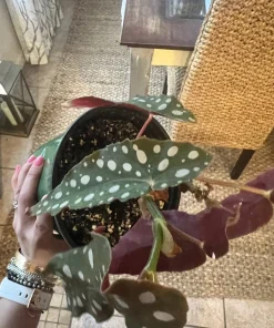 Begonia Live Plant – Potted Houseplant – Indoor – With Pot Included - Image 1