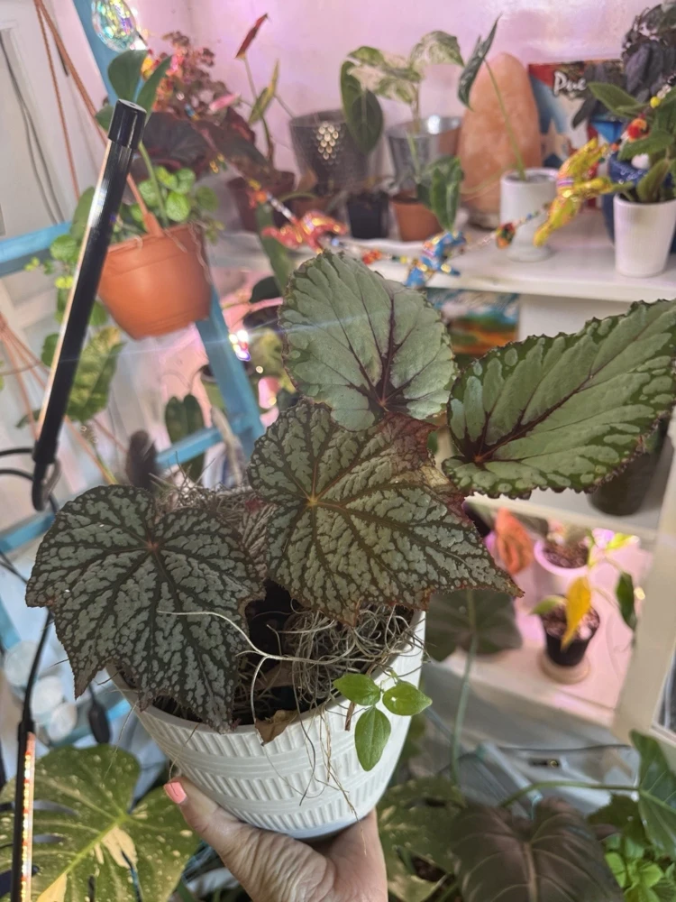 Begonia Live Plant - Striking Rex Begonia-Like Foliage Houseplant - Image 2