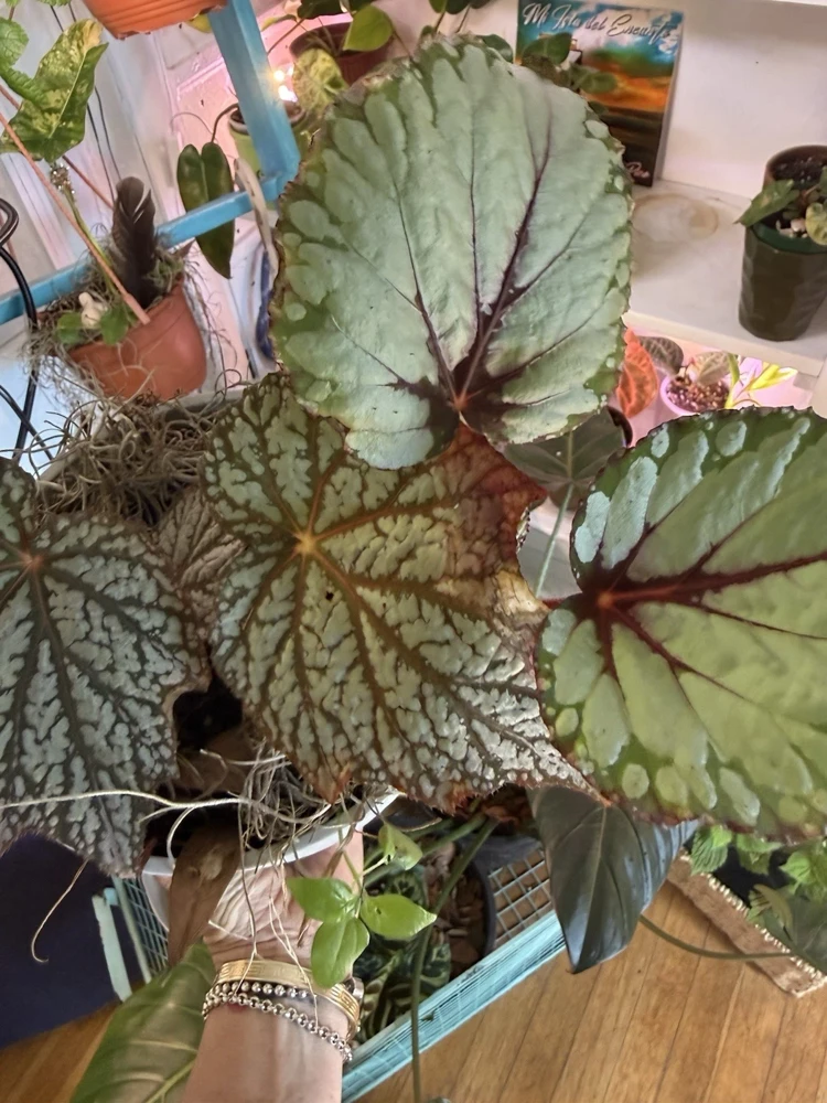 Begonia Live Plant - Striking Rex Begonia-Like Foliage Houseplant - Image 3