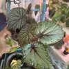 Begonia Live Plant - Striking Rex Begonia-Like Foliage Houseplant - Image 1