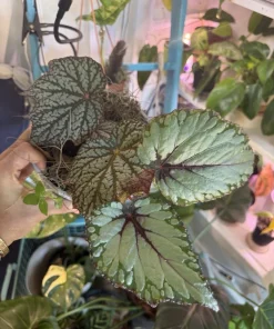 Begonia Live Plant - Striking Rex Begonia-Like Foliage Houseplant - Image 1