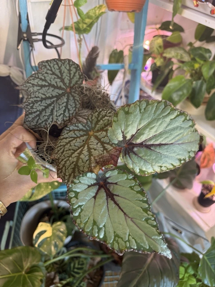 Begonia Live Plant - Striking Rex Begonia-Like Foliage Houseplant - Image 1