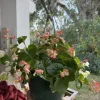 Begonia Live Plant – Tropical Flowering & Foliage Houseplant – Indoor - Image 1