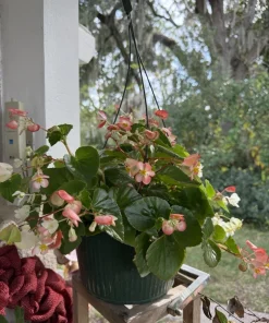Begonia Live Plant – Tropical Flowering & Foliage Houseplant – Indoor - Image 1