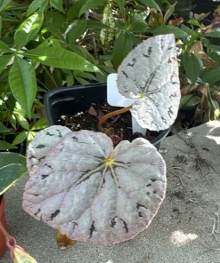 Begonia Live Plant – Tropical Flowering & Foliage Indoor Houseplant - Image 1