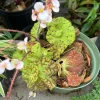Begonia Live Plant – Tropical Flowering Houseplant in Nursery Pot – Indoor - Image 1