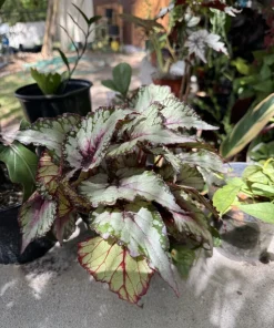 Begonia Live Plant - Tropical Indoor Houseplant - Colorful Foliage - Image 2