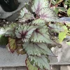 Begonia Live Plant - Tropical Indoor Houseplant - Colorful Foliage - Image 1
