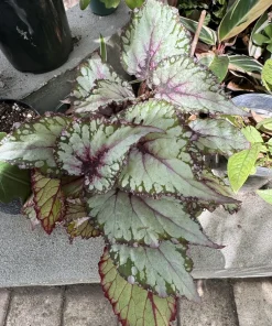 Begonia Live Plant - Tropical Indoor Houseplant - Colorful Foliage - Image 1