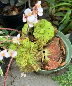 Begonia Live Plant – Vibrant Indoor Houseplant – Unbranded - Image 1