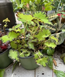 Begonia Live Plant – Vibrant Potted Houseplant for Indoor Decor - Image 2
