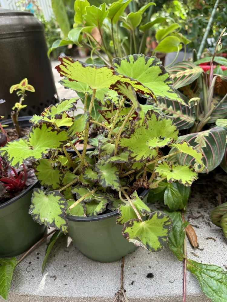 Begonia Live Plant – Vibrant Potted Houseplant for Indoor Decor - Image 2