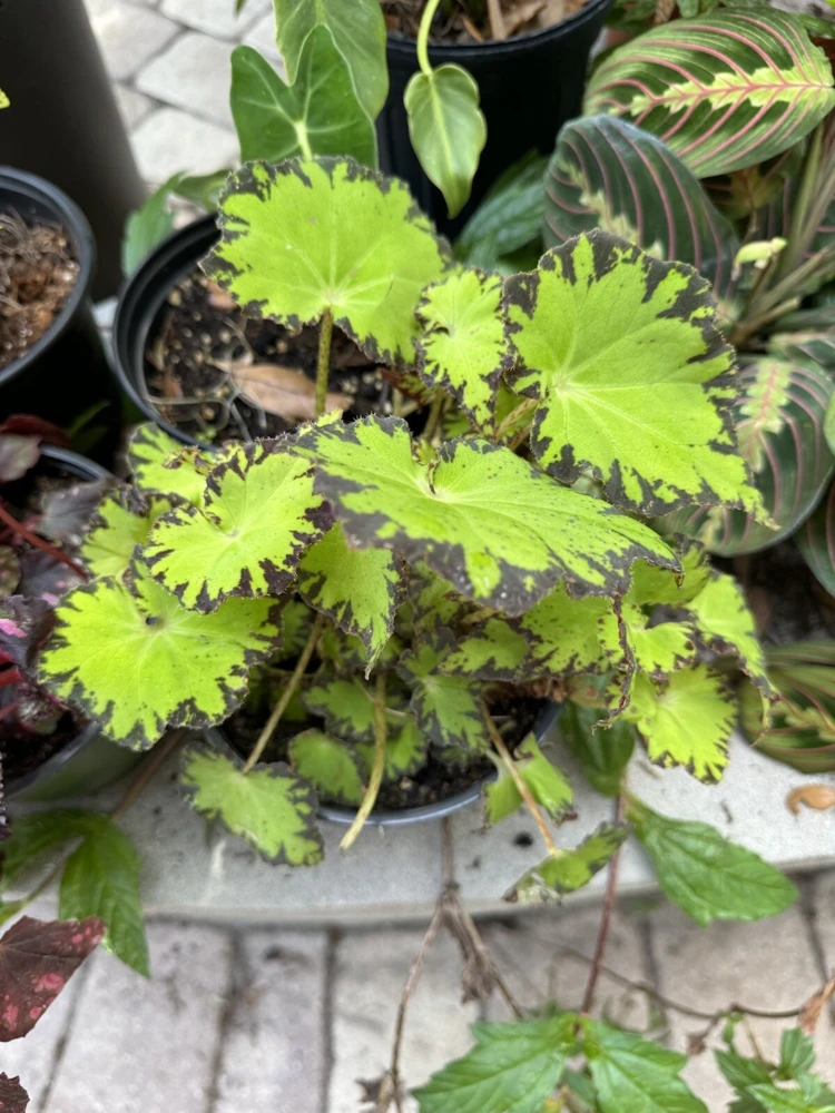 Begonia Live Plant – Vibrant Potted Houseplant for Indoor Decor - Image 1