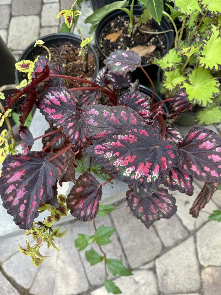 Begonia Live Plant – Vibrant Potted Houseplant for Indoor Decor - Image 1