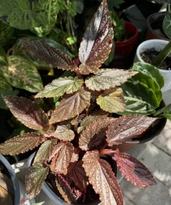 Begonia Maculata Live Plant - Polka Dot Begonia Houseplant - Indoor Decor - Image 2