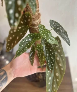 Begonia Maculata Live Plant - Polka Dot Begonia Houseplant in Pot - Image 3