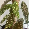 Begonia Maculata Live Plant - Polka Dot Begonia Houseplant in Pot - Image 1
