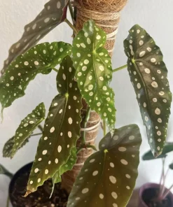Begonia Maculata Live Plant - Polka Dot Begonia Houseplant in Pot - Image 1