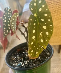 Begonia Maculata Live Plant - Polka Dot Begonia Houseplant in Pot - Image 6