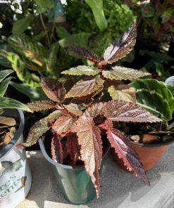 Begonia Maculata Live Plant - Polka Dot Begonia Houseplant - Indoor Decor - Image 1