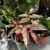 Begonia Maculata Live Plant - Polka Dot Begonia - Stunning Foliage Houseplant - Image 1